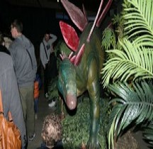 2.2.3.Jurassique Supérieur Tithonien Stegosaurus Montpellier