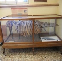 3.3.1 Oligocène Koupitherium Grueilli Bologne Museo Capellini