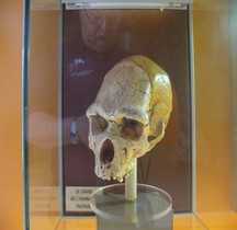 0 Hominidés 1.2. Paléolithique Inférieur Pleistocène Moyen Homo Heidelbergensis Tautavel Crane