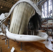1.4.5 Paléolithique supérieur Faune Baleine Paris MHN