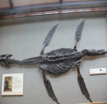 2.2.1 Jurassique Ancien Rhomaleasaurus Cramptoni Londres