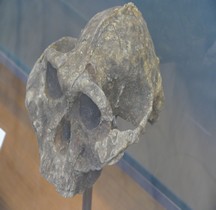 0 Hominidés 0.3 Pliocène Supérieur Australopithecus Boisei Paranthrope Crane Paris MHN