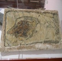 2.3.3 Crétacé Final Confuciusrmis Sanctus Bologne Museo Capellini