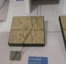 2.2.3.Jurassique Supérieur Tithonien Pterodactylus  Longisrostris  Bologne Museo Capellini