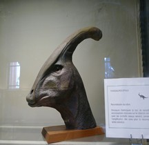 2.3.5 Crétacé Superieur Campanien Parasaurolophus Paris MHN