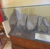 3.4.2 Miocène Tortonien Megaptera Miocaena. Bologne Museo Capellini