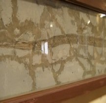 3.2.2 Eocène Moyen Blochius Longirostris Bologne Museo Capellini