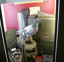 Pigeon Container PG-51 Airborne Bastogne