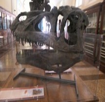 2.2.3.Jurassique Supérieur Torvosaurus tanneri Bologne Museo Capellini