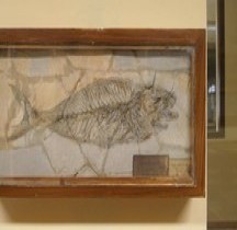 3.2.1 Eocène Inférieur Yprésien  Lichia Prisca Bologne Museo Capellini