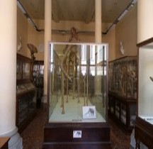 4.1.1 Quaternaire Pleistocène Inferieu Anancus Mastoton Arvenenis Bologne Museo Capellini