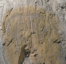 1.4.1 Paléolithique supérieur Aurignacien Gravure Aurignacien Grottes Grimaldi  Grotte du Cavillon  Italie Gravure rupestre Menton
