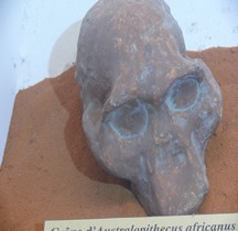 0 Hominidés 0.3 Pliocène Supérieur Australopithecus africanus Sterkfountain Nimes