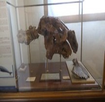 3.4.2 Miocène Moyen Felsinotherium Bologne Museo Capellinio