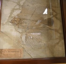 3.2.2 Eocène Moyen Platax Macropterygius Bologne Museo Capellini