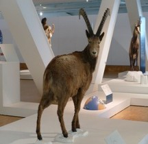 1.4.1 Paléolithique supérieur Aurignacien Bouquetin des Alpes Capra Hircus Ibex , Grotte Cosquer Marseille