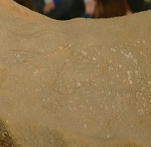 1.4.5 Paléolithique supérieur Magdalénien Gravure Les Eyzies Grotte CombarelleParis  Museum Histoire naturelle s