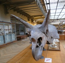 2.3.6 Crétacé Final Maastrichtien Triceratops Horridus  Paris