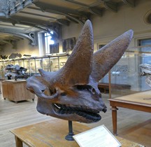 3.3.1 Oligocène Arsinoitherium Zitelli Paris MHN