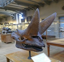 3.3.1 Oligocène Arsinoitherium Zitelli Paris MHN