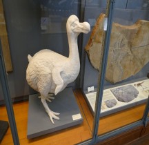 4 Quaternaire Raphus Cucullatus Dodo Paris