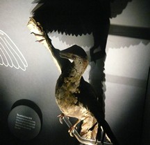 2.2.3 Jurassique Archaeopteryx Reconstitution Londres