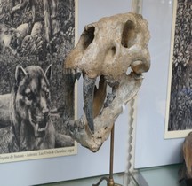 1.4.1 Paléolithique supérieur Aurignacien Homotherium Crenatidens Paris MHN