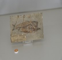 3.1.3 Paleocène Myripristis Leptcanthus Bologne Museo Capellini