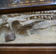 2.3.6 Crétacé Final Mosasaurus hoffmanni Paris MHN