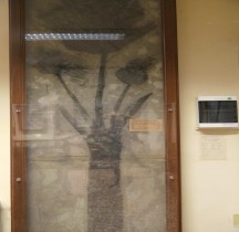 3.2.3 Eocène Supérieur Latanites  Bologne Museo Capellini