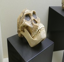 0 Hominidés 0.3 Pliocène Supérieur Australopithecus Afarensis  Moulage Crane Rimini