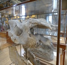 0.2 Pliocène Moyen Dihoplus Megarhinus Paris