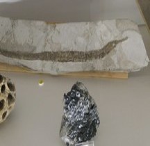 4.1.3 Pliocène Final Plaisancien Sygnatus Albyi Savage Bologne Museo Capellini