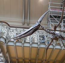 2.3.6 Crétacé Final Maastrichtien Pteranodon Paris