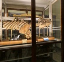 4.1.3 Pliocène Final Orca Citoniensis Bologne Museo Capellini