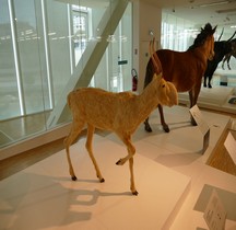 1.4.1 Paléolithique supérieur Aurignacien Antilope Saiga Saiga Tatarica, Grotte Cosquer Marseille