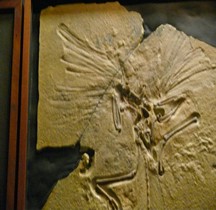 2.2.3 Jurassique Archaeopteryx Londres