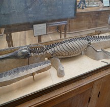 2.2.Jurassique Pelagorsaurus Paris MHN