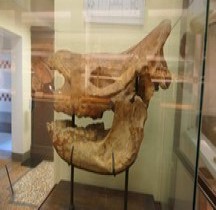 3.4.3 Miocène Supérieur Ceratotherium Neumayri Bologne Museo Capellini