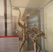 4.1.3 Quaternaire Pleistocène Supérieur Faune Dinornis Robustus Moa géant Bologne Museo Capellini