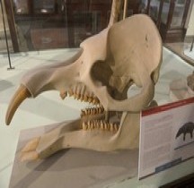 3.3.1 Oligocène  Inférieur Paleomaston Beadnelli Bologne Museo Capellini