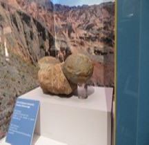 2.3.1 Crétacé Inférieur Dinosaures Sauropodes Oeufs Bologne Museo Capellini