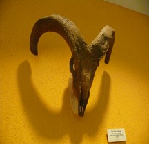 1.2. Paléolithique Inférieur Pleistocène Moyen Ovis Ammon Antiqua Mouflon Tautavel