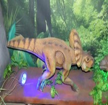 2.3.4 Crétacé Final final Campanien Protocertops Montpellier