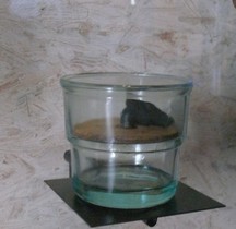 Mine Anti Personnelle 1944  43 Glasmine ( Glas.Mi) Paris