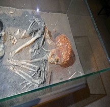 1.4.1 Paléolithique supérieur Aurignacien Grotte Cavillon Sepulture Menton