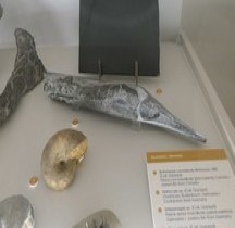 1.4.1 Dévonien Ancien Nahecaris Bologne Museo Capellini