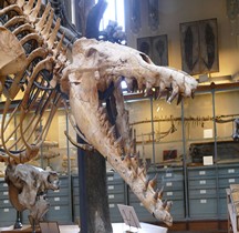 3.2.3 Eocène Supérieur Cynthiacetus Peruvianus Paris MHN