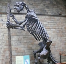 4.1.1 Quaternaire Pleistocène Inferieur Megatherium Americanum Londres