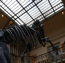 2.2.3.Jurassique Supérieur Allosaurus Fragilis Paris